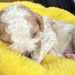 Orbit - Sable and white male Cavachon puppy in Springfield, Massachusetts from Caraid Cavachons