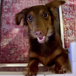 Dachshunds from Dirt Road Doxies