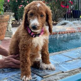Green Collar - Parti male Goldendoodle puppy in Eunice, Louisiana from Maison De Pawz