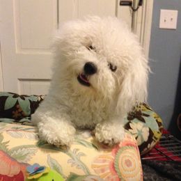 Basil - Bichon Frise