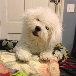 Basil - Bichon Frise