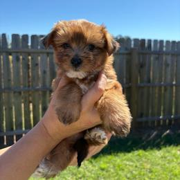 Daisy - Sable female Yorkshire Terrier puppy in Beulaville, North Carolina from Sunset Ranch
