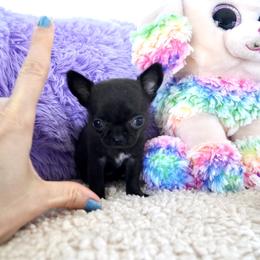 Girl 6000 - Black female Chihuahua puppy in Miami, Florida from Natalias Tiny Chihuahuas