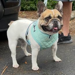 Sophie - French Bulldog