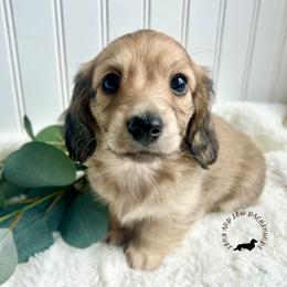 English Cream2 - Cream male Dachshund puppy in Nampa, Idaho from Long_and_Low_Dachshunds