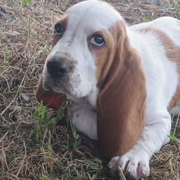 William - Mahogany and white male Basset Hound puppy in Dixon, Missouri from Kickapoo Bassets