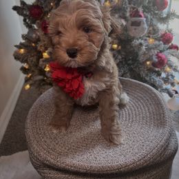 Reserved - Red  female Goldendoodle puppy in Fort Myers, Florida from Gandy’s Tails of Joy