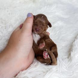 Pixie - Apricot female Cavapoo puppy in Reeds Spring, Missouri from As Good As Goldendoodles and more