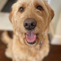 Goldendoodles from Hunter Golden doodles