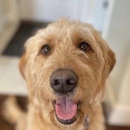 Goldendoodles from Hunter Golden doodles