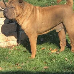 Chinese Shar-Pei from Wrinkleton Kennels