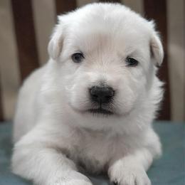Black Collar Boy - White male Berger Blanc Suisse puppy in Aurora, Colorado from Moonlight Berger Blanc Suisses