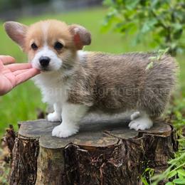 F4 - Fawn male Pembroke Welsh Corgi puppy in Jacksonville, Texas from ArmnalegRanch LLC