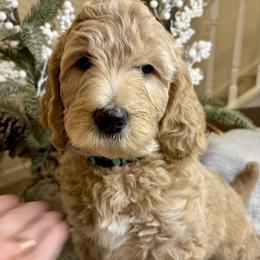Teal - Apricot female Goldendoodle puppy in Newnan, Georgia from Old Line Doodles