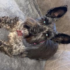 Miniature Schnauzers from Small Town Schnauzers