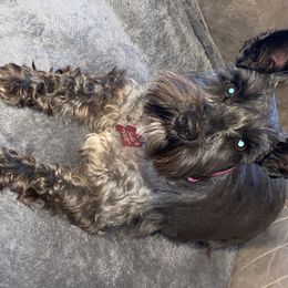 Miniature Schnauzers from Small Town Schnauzers