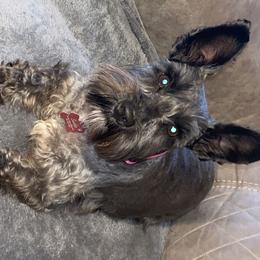 Miniature Schnauzers from Small Town Schnauzers