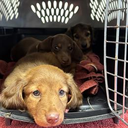 Dachshund Puppies from Bar H Dachshunds