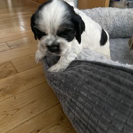 Cocker Spaniel Puppies from Lady K Cocker Spaniels