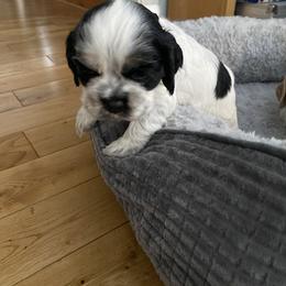 Cocker Spaniel Puppies from Lady K Cocker Spaniels