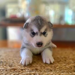 Boy 4 - male Native American Indian Dog puppy in Green Creek, North Carolina from NAID Preservation Project: Corn Moon Medicine Dogs