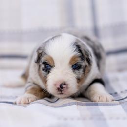 Flint - Blue merle male Australian Shepherd puppy in Weatherford, Texas from Ridgestar Aussies