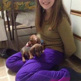 Dachshund Puppies from Doxie Acres