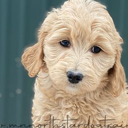 Girl 4 - Goldendoodle puppy in Lancaster, Minnesota from North Star Dog Training