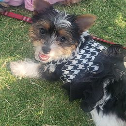 Duchess - Yorkshire Terrier puppy in Union City, Georgia from Royalty Kennel