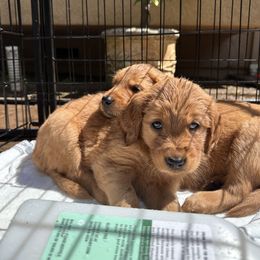 Golden Retriever Puppies from Golden Wiggle Retrievers