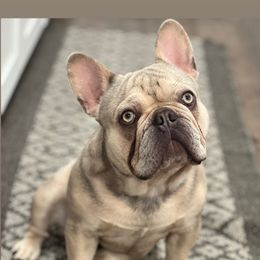 Nash - French Bulldog