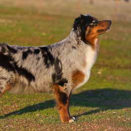Cali - Australian Shepherd