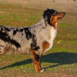Cali - Australian Shepherd