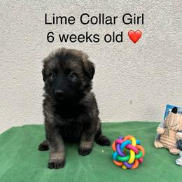 Lime Collar Girl - Sable female German Shepherd puppy in Columbus, Mississippi from Olde Wolfe German Shepherds