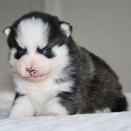Kavik - Gray and white male Pomsky puppy in Apple Creek, Ohio from Kathryn Troyer
