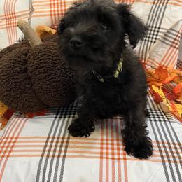 Army Green Collar - Black male Miniature Schnauzer puppy in Huntsville, Alabama from Edwin and Donna Lawrence