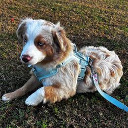 Izzy - Red merle female Miniature Australian Shepherd puppy in Visalia, California from Furrever.Mini.Aussies.llc