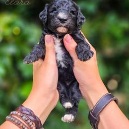 Elara - Black tri-color female Aussiedoodle puppy in Centreville, Mississippi from Trin's Designer Doodles