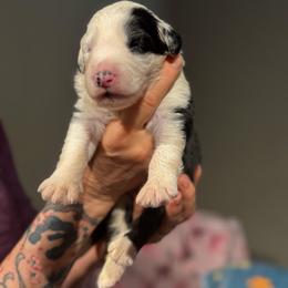 BEARCLAW - Black and white male Sheepadoodle puppy in Riverside, California from Downtown Doodles & Frenchies