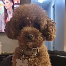 Bella / mini poodle - Assorted Doodle Crosses