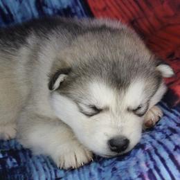 Terri - Black - Sable and white female Alaskan Malamute puppy in Independence, Virginia from New River Valley Malamutes
