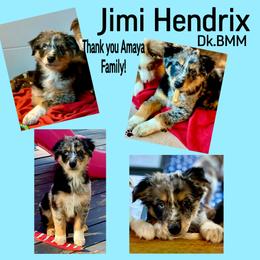 Jimi Hendrix - Blue merle male Australian Shepherd puppy in Mid West, Illinois from Water's Edge Aussies