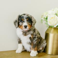 Cosmo - male Australian Mountain Doodle puppy in Spanish Fork, Utah from K Brand Doodles