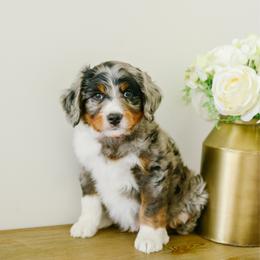 Cosmo - male Australian Mountain Doodle puppy in Spanish Fork, Utah from K Brand Doodles