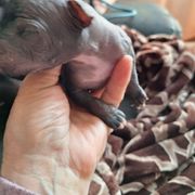 LOVER BOY - Black male Xoloitzcuintli puppy in Shelton, Washington from Goodhart's Xoloitzcuintli's