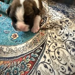 Brindle Male - Brindle male Boxer puppy in Florida from BNF Boxers