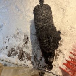 Dachshund and Poodle Puppies from Desjardin’s Poodles & Dachshunds