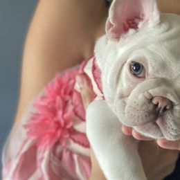 Kimber - French Bulldog puppy in League City, Texas from Baby Bear Frenchies