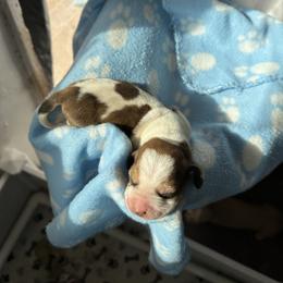 Boy 1 - Brown and white male Basset Hound puppy in Las Animas, Colorado from J&D Dachsies