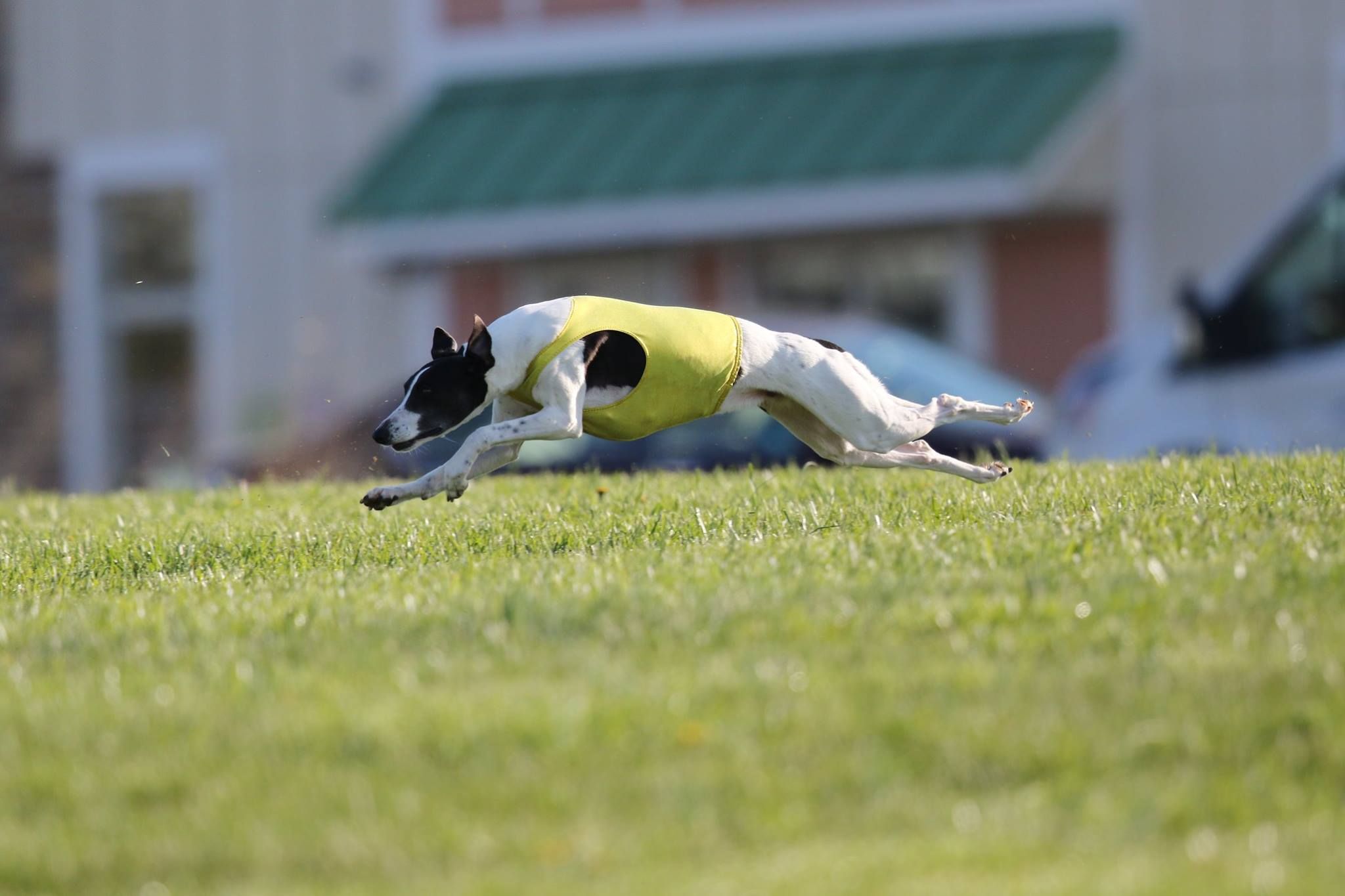 Julie's Whippets in Virginia Whippet puppies Good Dog
